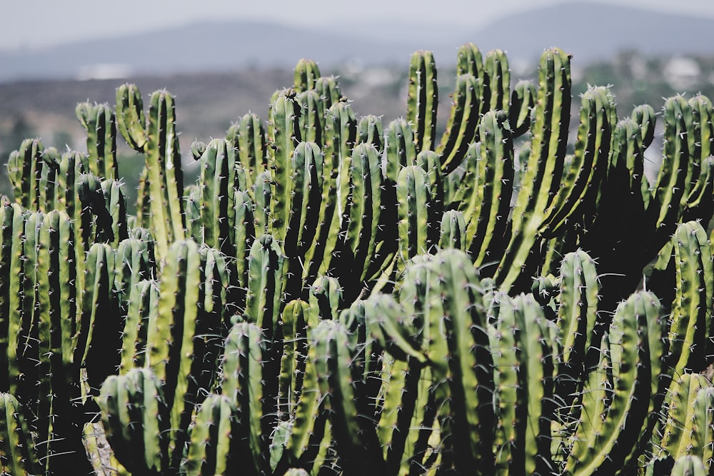 Planta de cactus verde durante el día