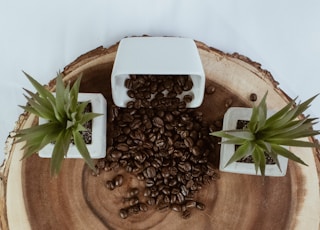 Coffee beans spilling from bowl on wooden log surrounded by two plants with white background