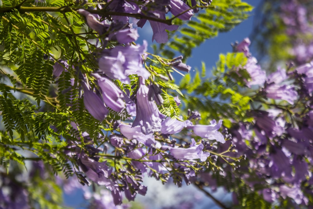 white and purple flower on tree branch during daytime