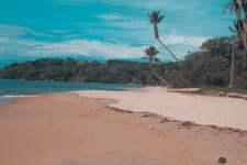 green palm tree on brown sand near body of water during daytime