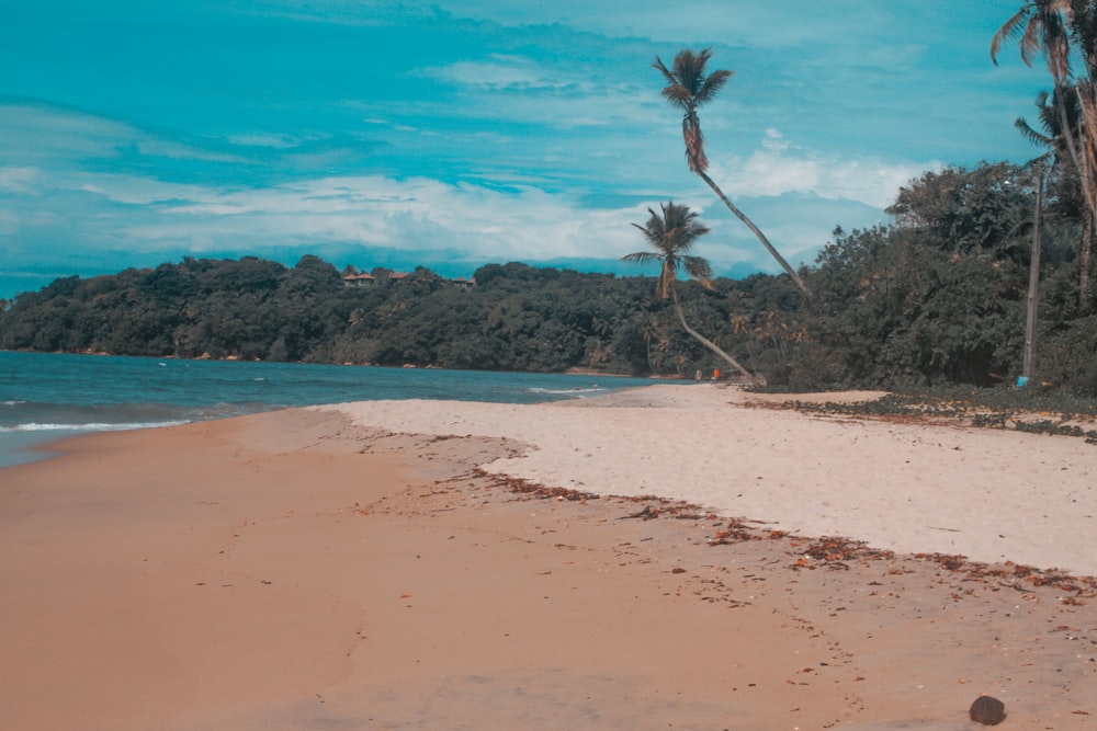 green palm tree on brown sand near body of water during daytime