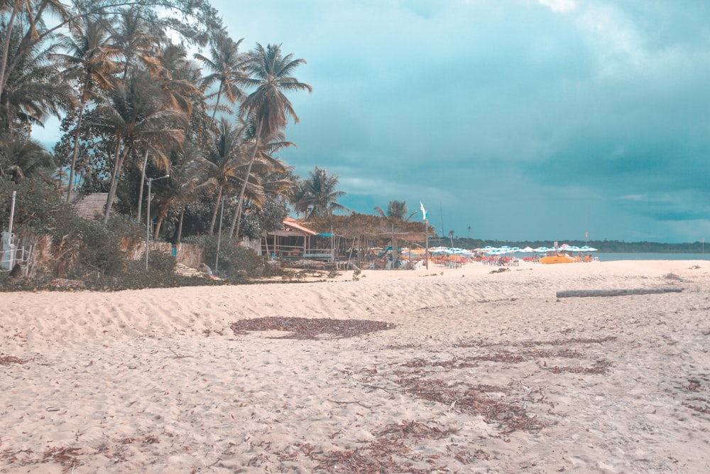 people on beach during daytime