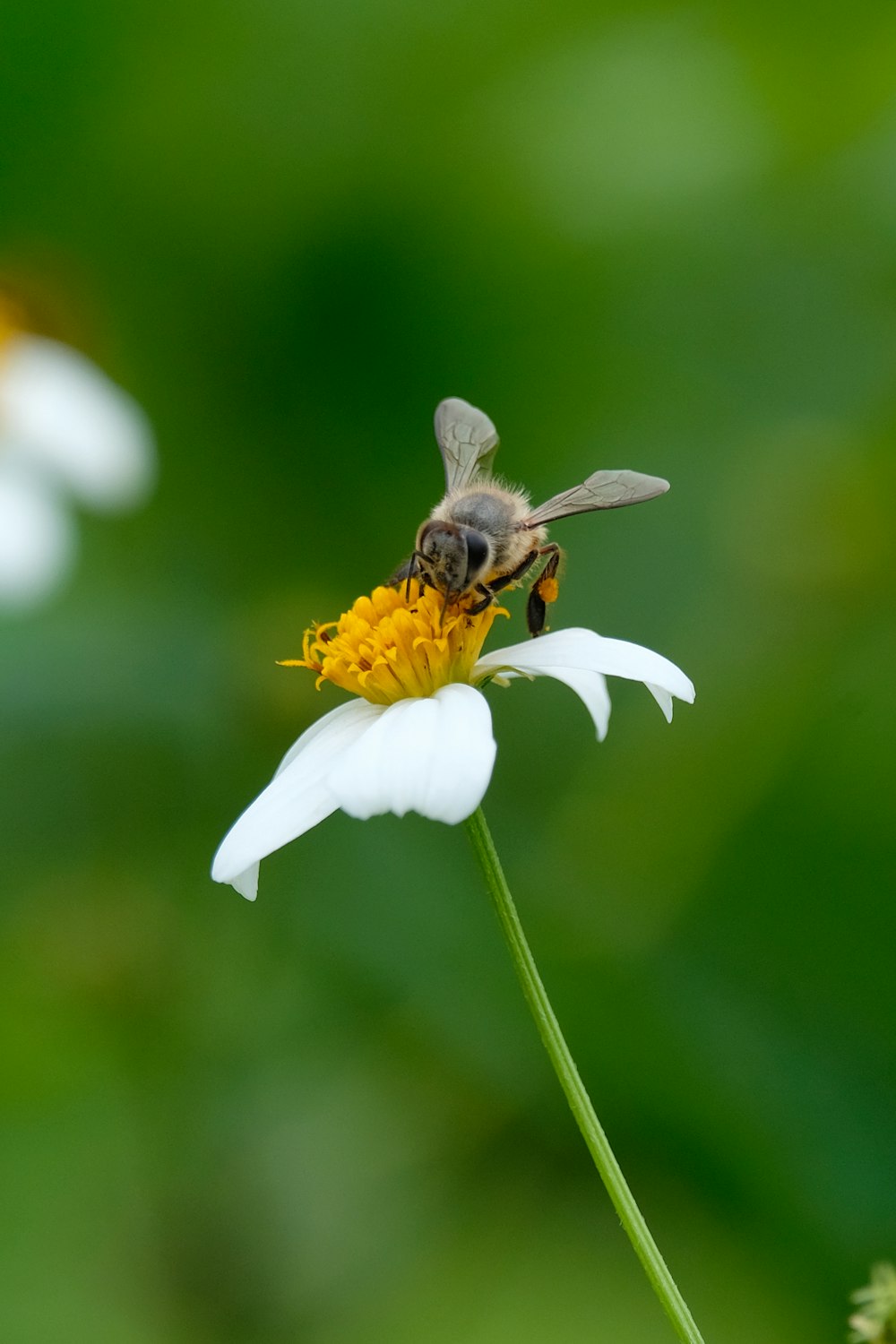 abeja negra y amarilla sobre flor blanca
