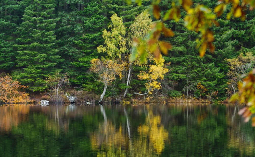 grüne und gelbe Bäume am See tagsüber