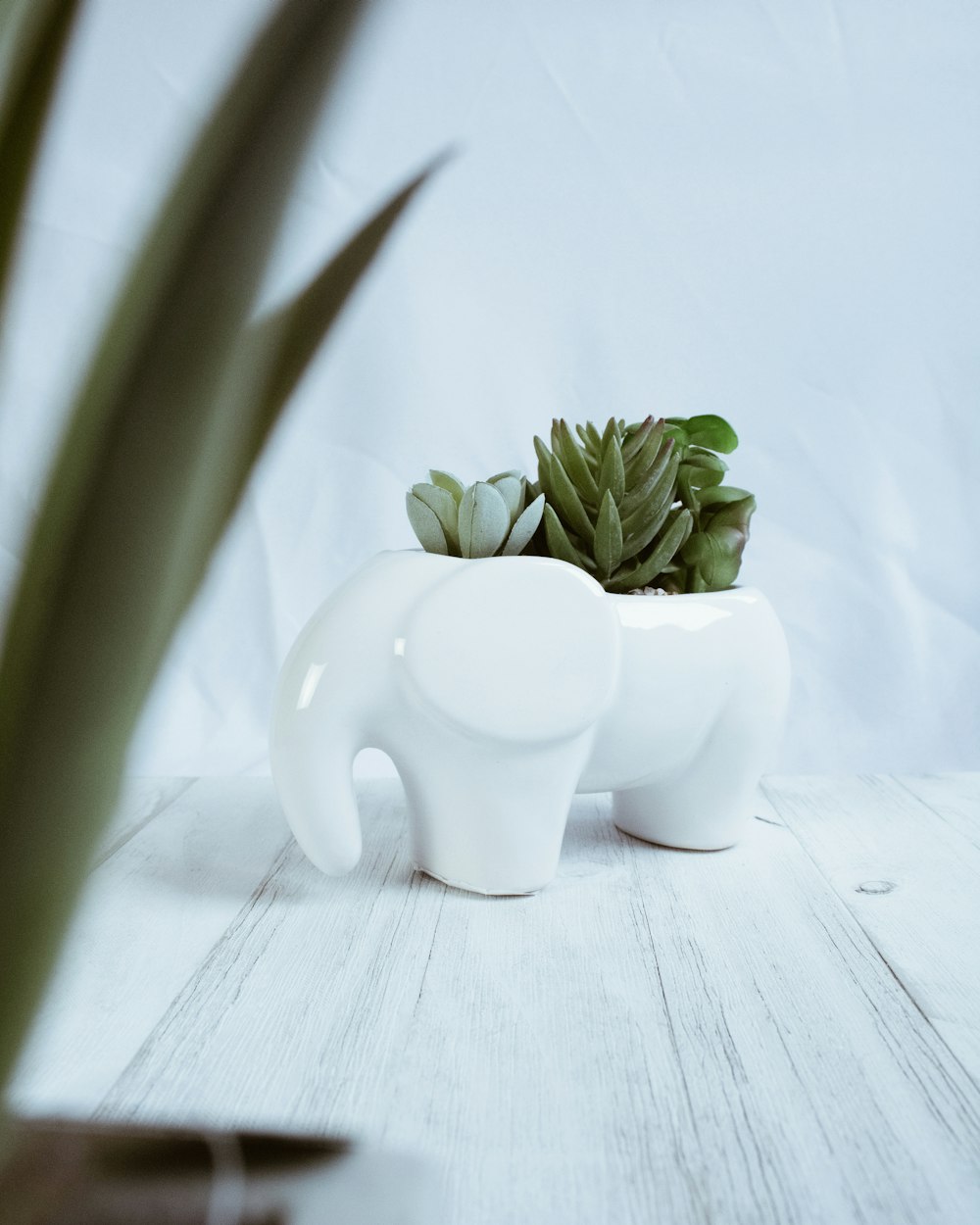 green plant on white ceramic vase