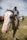 man in blue t-shirt riding white horse during daytime