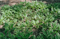 A serene garden with various herbal plants flourishing under sunlight.