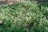 A serene herbal garden with various plants and herbs growing in sunlight.