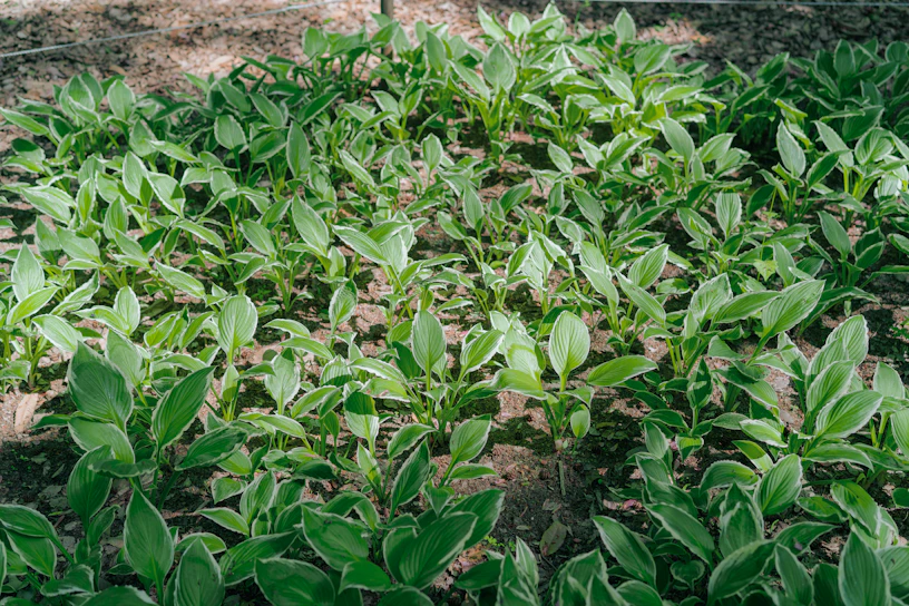 A vibrant permaculture garden with diverse plants thriving in layered beds under dappled sunlight.