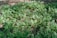 A serene herbal garden with various plants and herbs growing in sunlight.