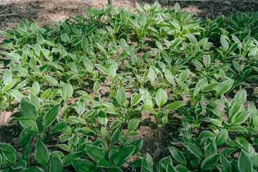 A lush garden with numerous green leafy plants spread across the ground. Sunlight filters through, casting patches of light and shadow, creating a serene and vibrant scene. The soil is visible between the plants, hinting at a well-maintained garden bed.