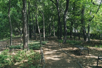 A peaceful outdoor space with trees and benches for reflection and relaxation.