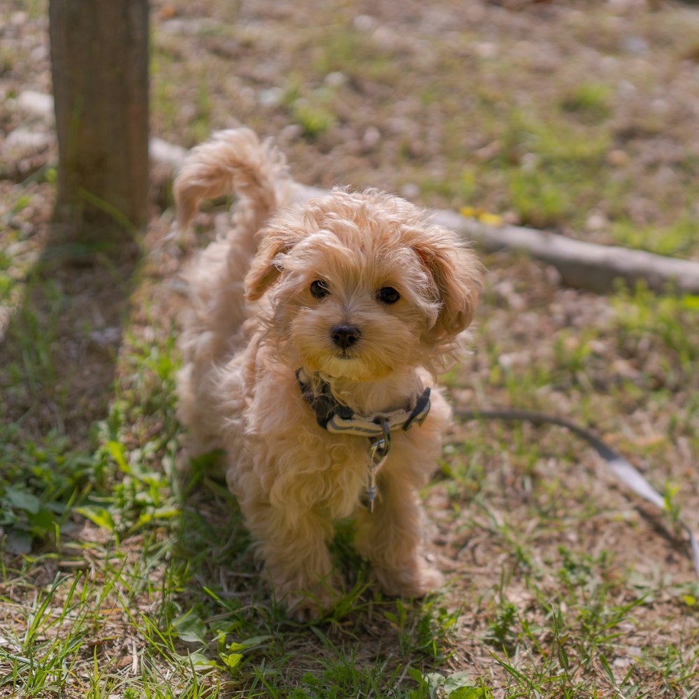 brown long coated small dog on green grass during daytime
