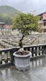 A bonsai tree is planted in a large, ornate stone pot placed on a wet, tiled surface. The background features multiple cylindrical planters arranged in a water setting, and beyond them are traditional building structures with red accents and a forested hillside under a cloudy sky.