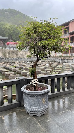 A bonsai tree is planted in a large, ornate stone pot placed on a wet, tiled surface. The background features multiple cylindrical planters arranged in a water setting, and beyond them are traditional building structures with red accents and a forested hillside under a cloudy sky.