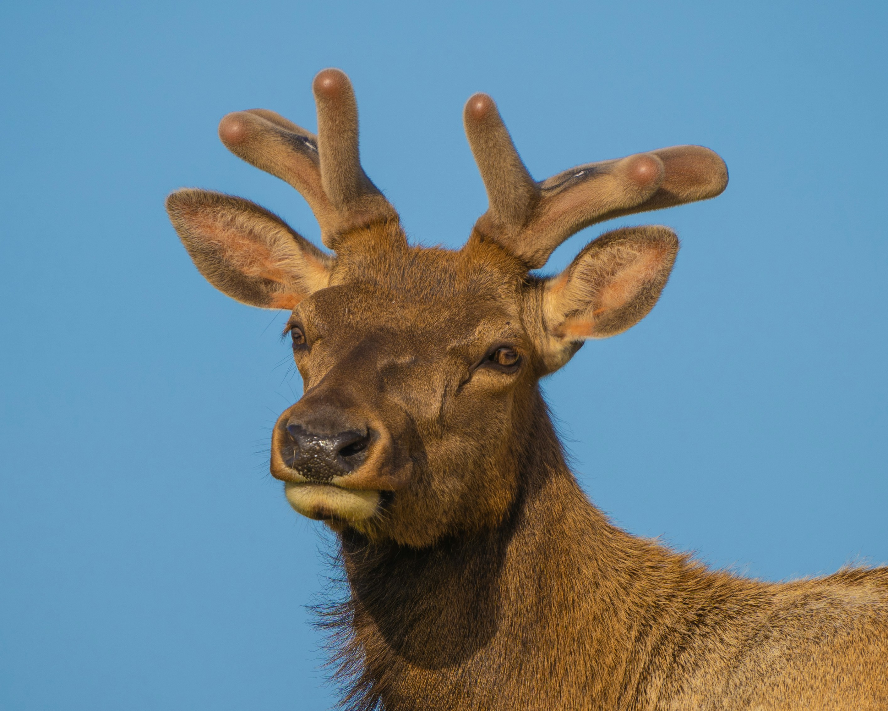 brown deer under blue sky during daytime