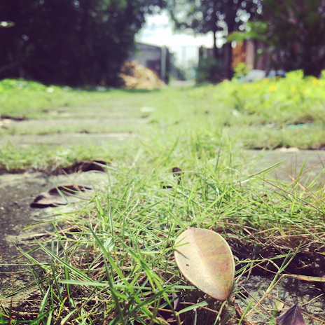 A faded garden path overgrown with weeds and cracked stones.