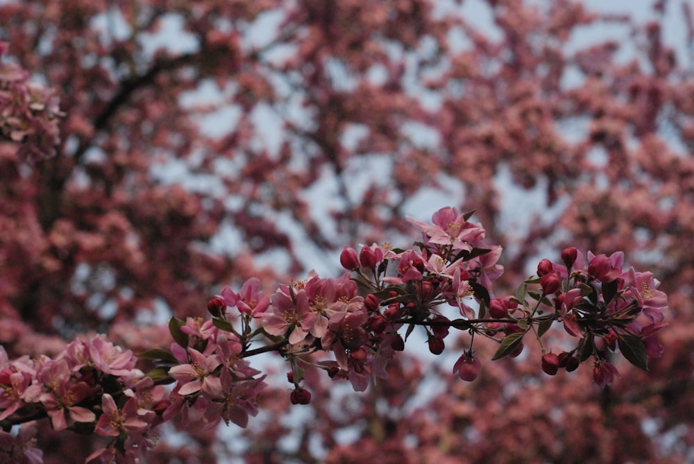 pink and white flowers in tilt shift lens