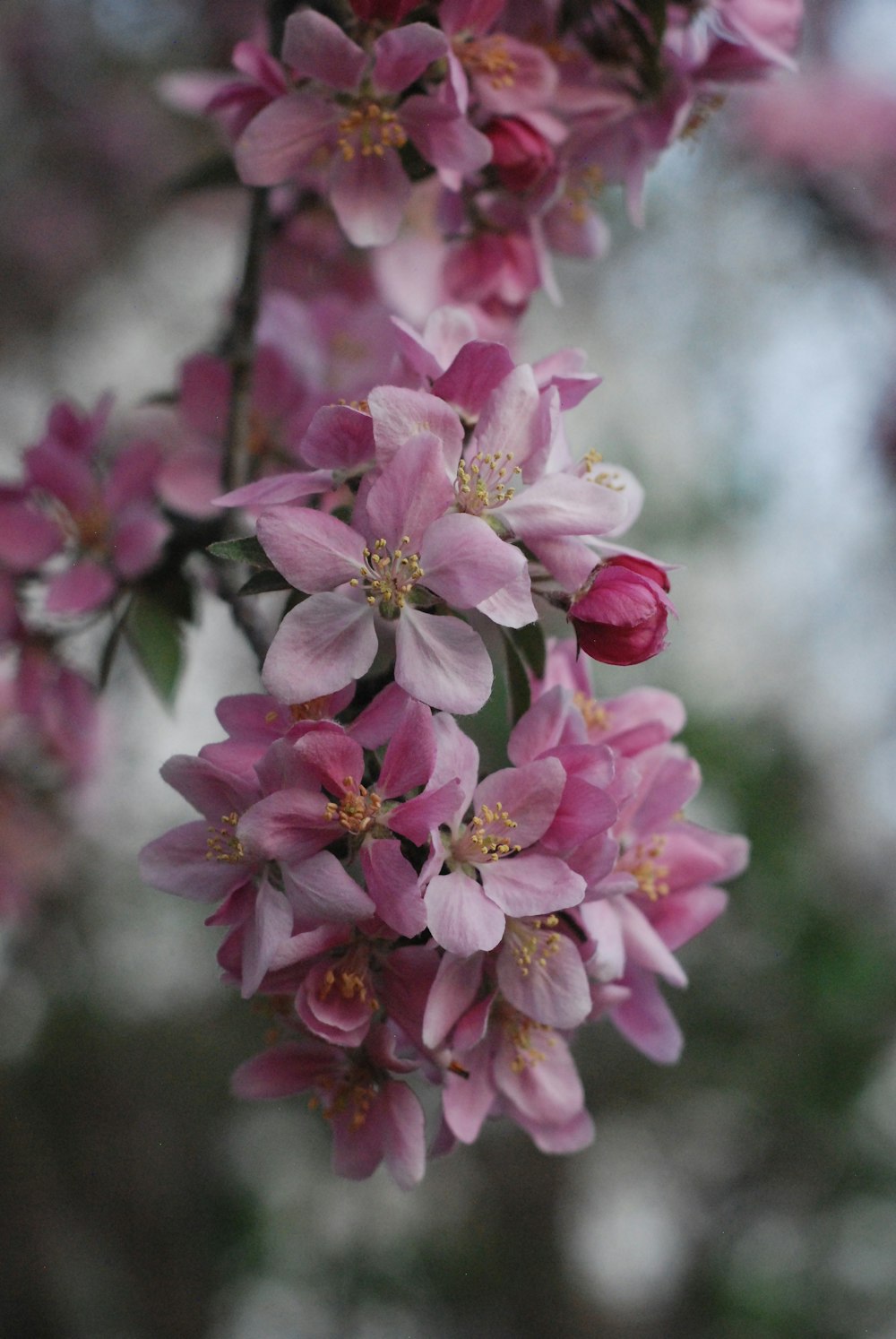 a close up of pink flowers on a tree