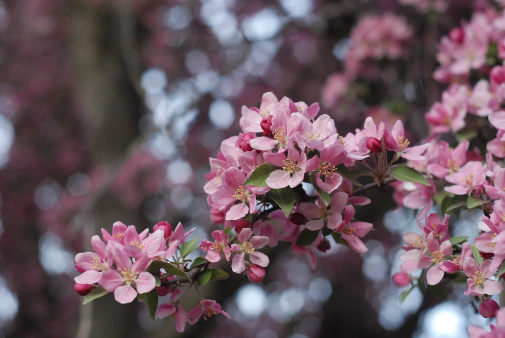 pink flowers in tilt shift lens