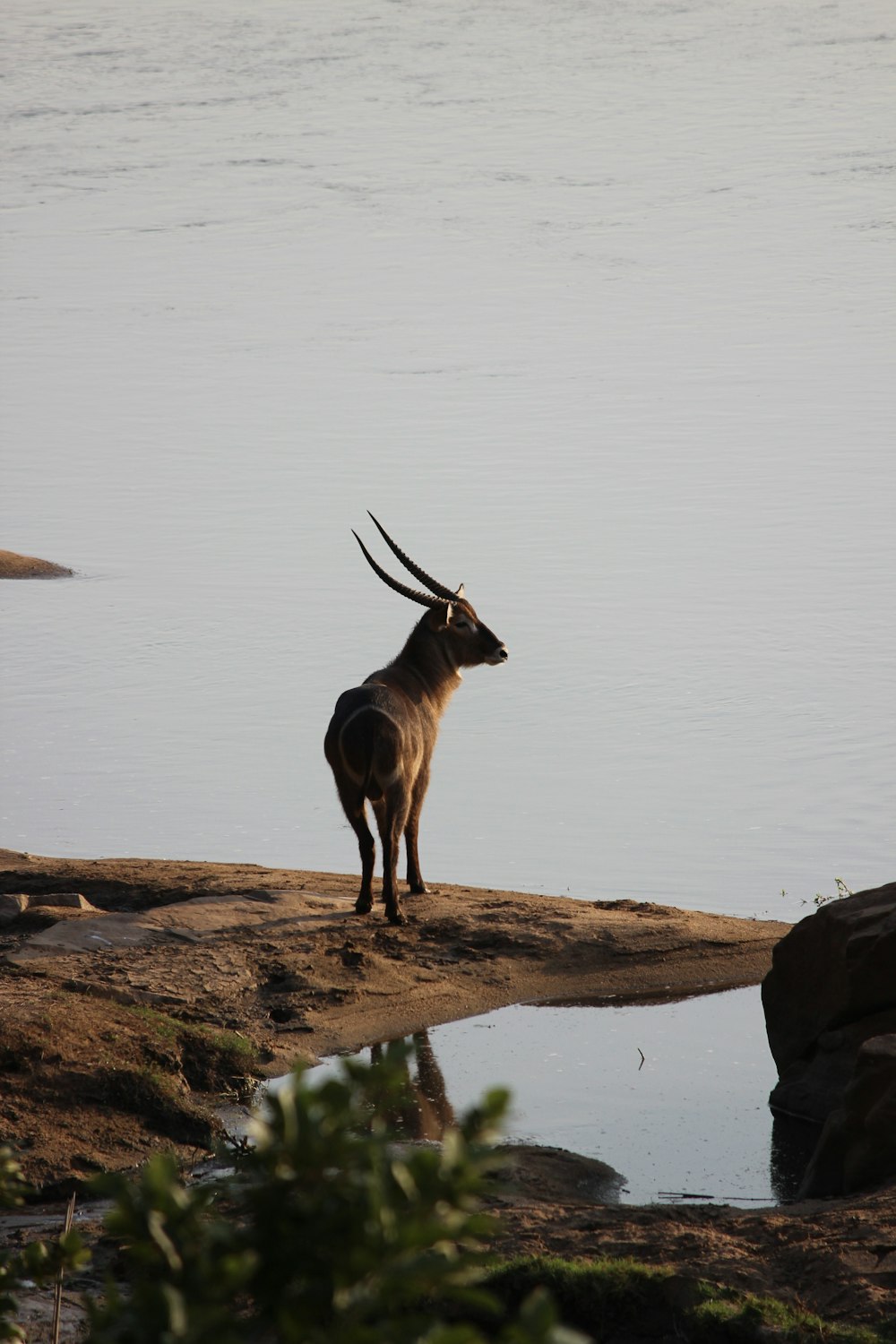 brown deer standing on brown rock near body of water during daytime