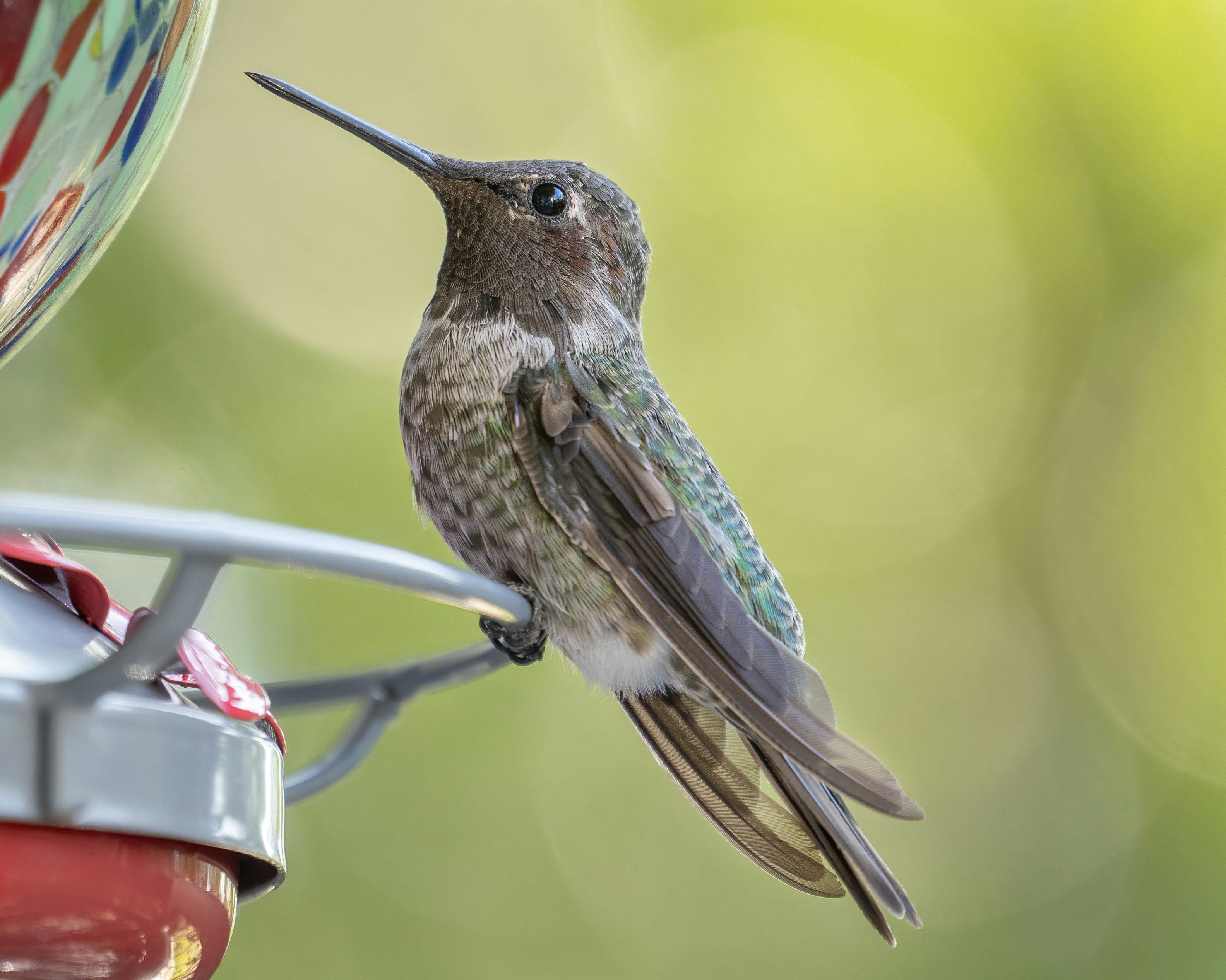 Image of a person cleaning a hummingbird feeder with a brush