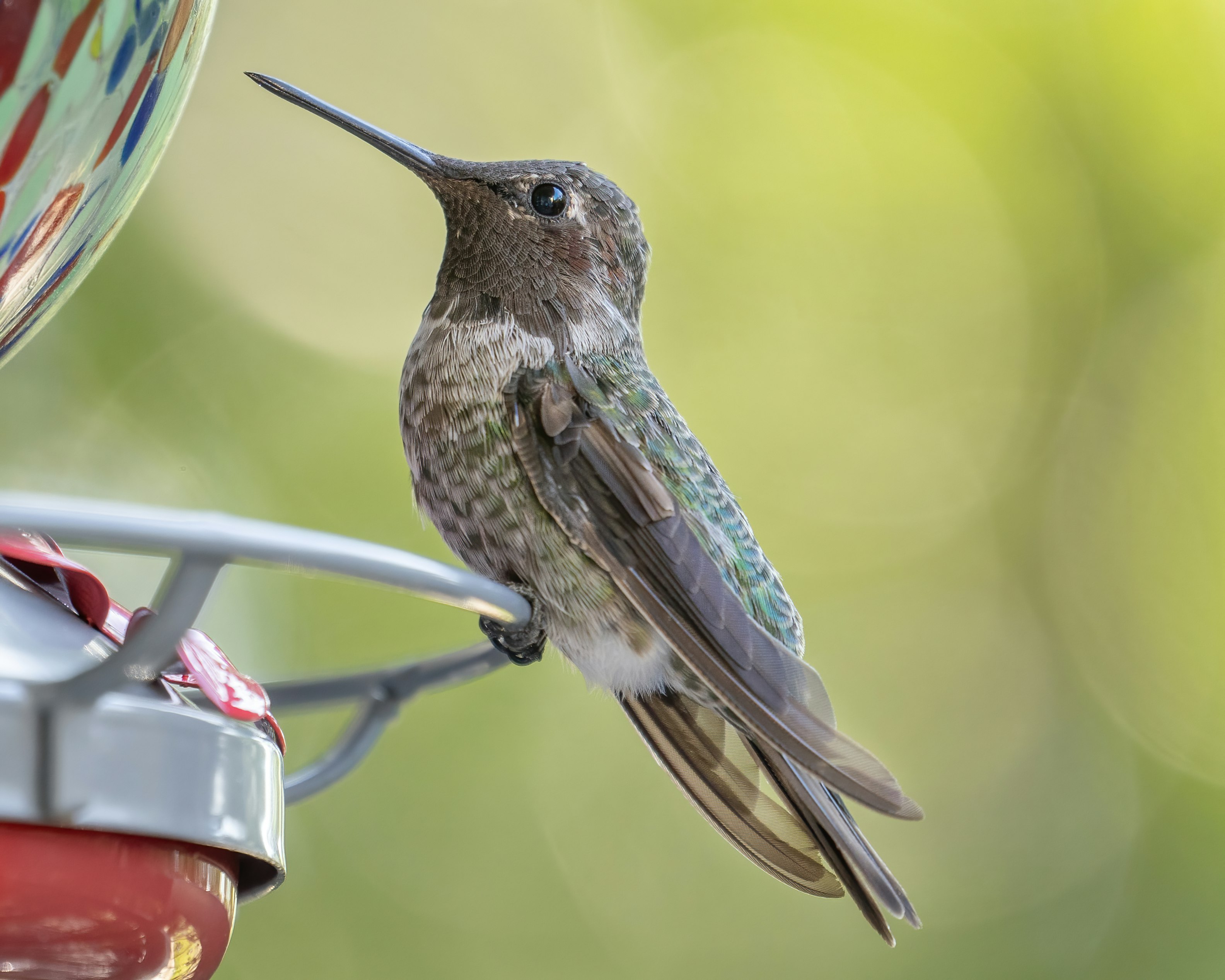 green and white humming bird