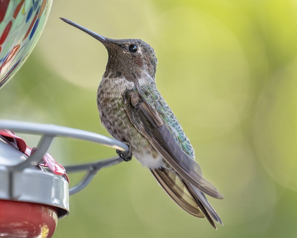 green and white humming bird