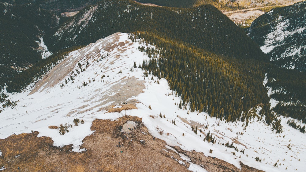 green pine trees on snow covered ground during daytime