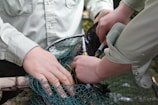 Two people with light-colored shirts are interacting with a fish over a net, possibly conducting some form of survey or research on the fish using tools such as a syringe.