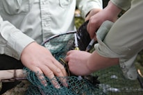 Two people with light-colored shirts are interacting with a fish over a net, possibly conducting some form of survey or research on the fish using tools such as a syringe.