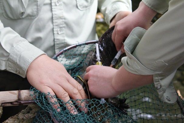 Two people with light-colored shirts are interacting with a fish over a net, possibly conducting some form of survey or research on the fish using tools such as a syringe.