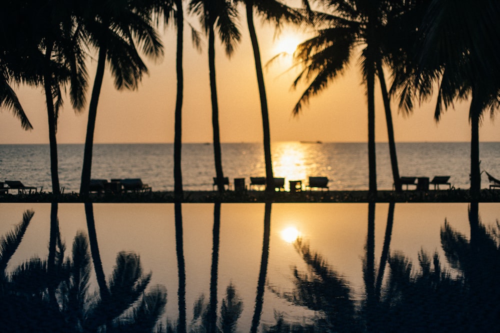 silhouette of palm trees near body of water during sunset