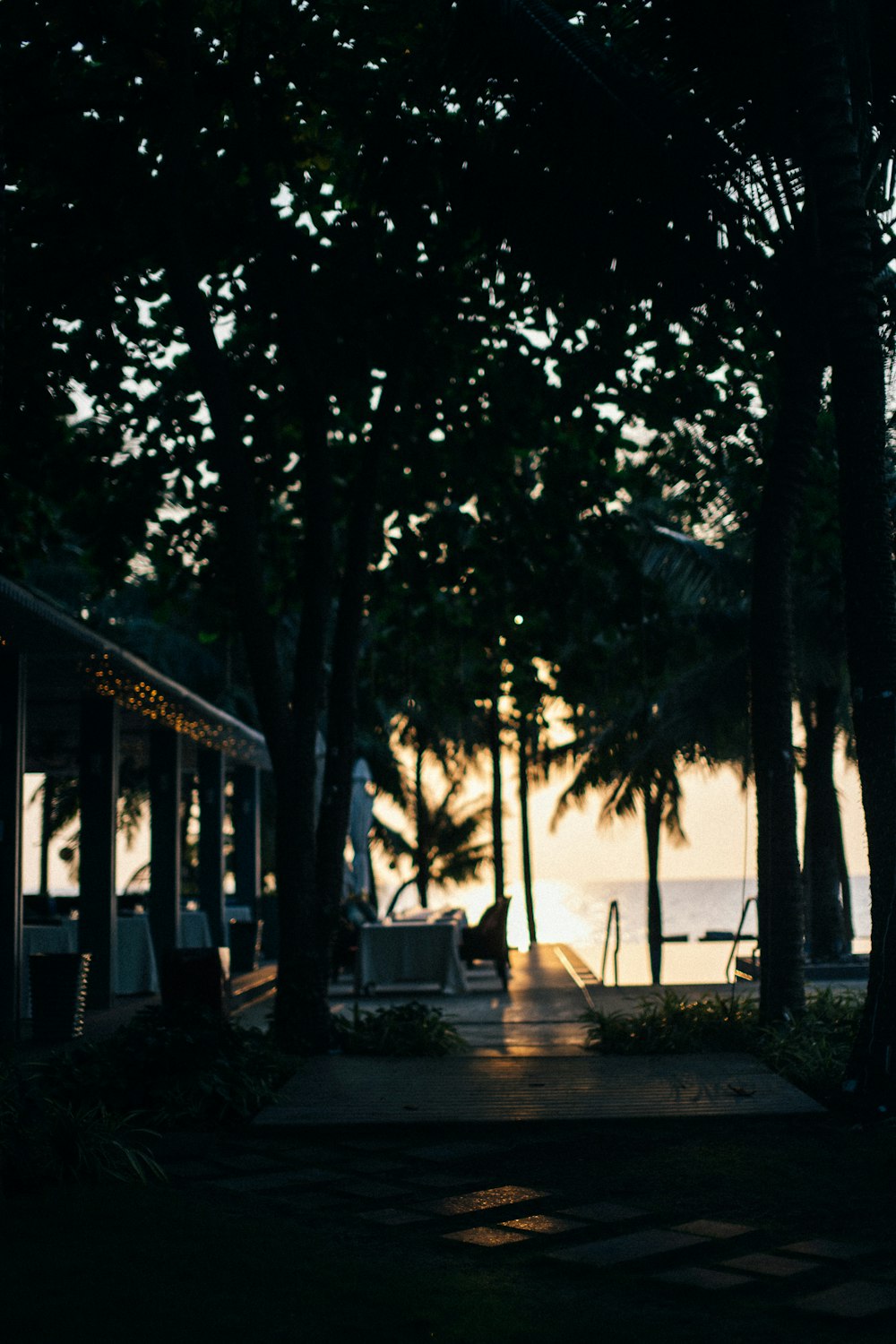 silhouette of trees near body of water during sunset