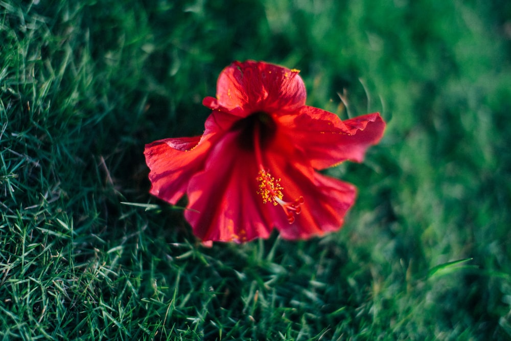 red flower on green grass