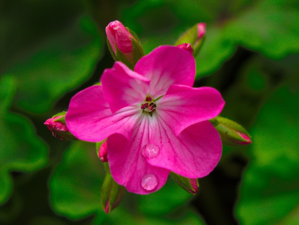 pink 5 petaled flower in bloom during daytime