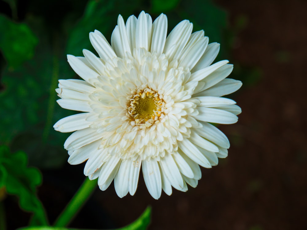 white daisy in bloom during daytime
