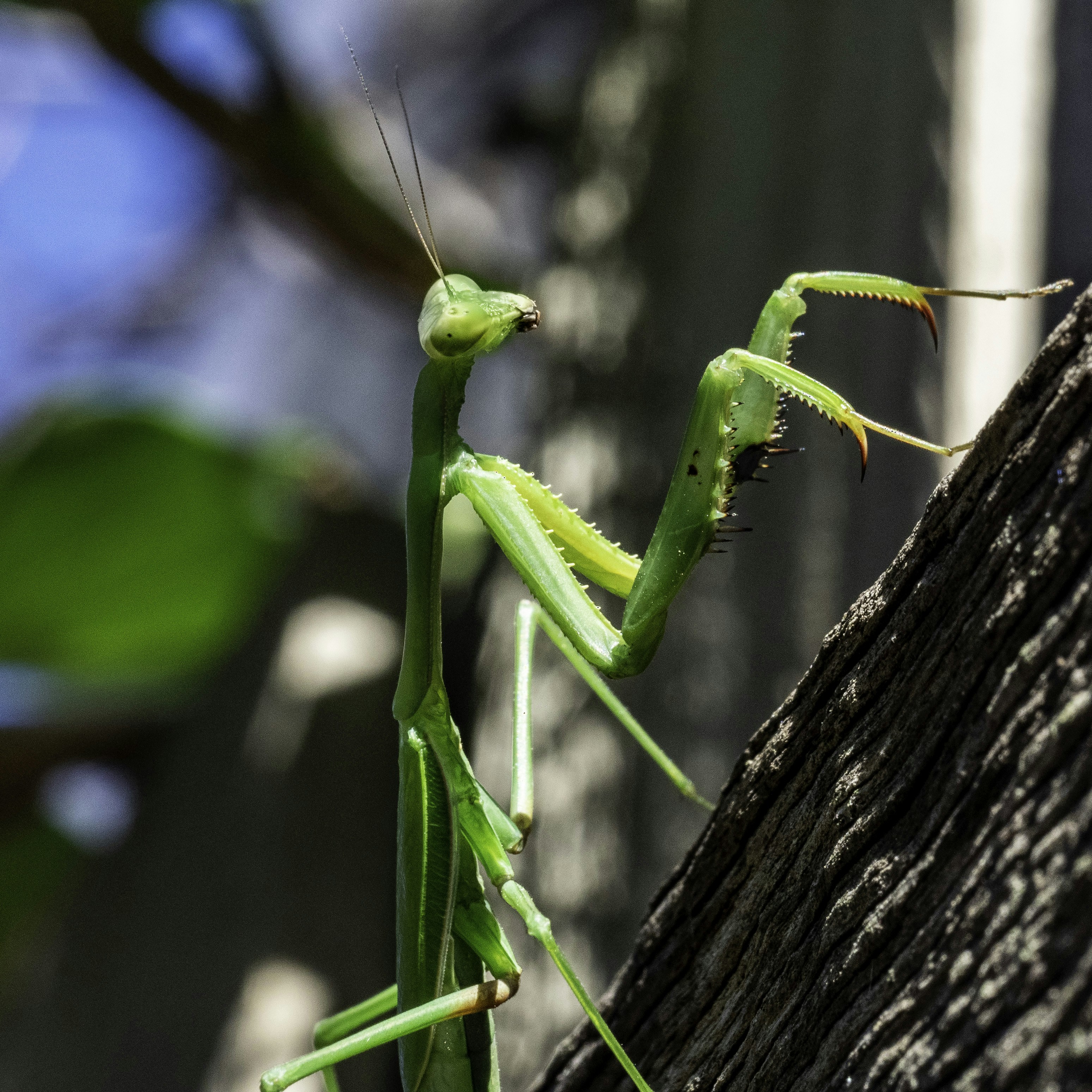 昼間の茶色の木の枝に緑のカマキリの写真 Unsplashで見つける動物の無料写真