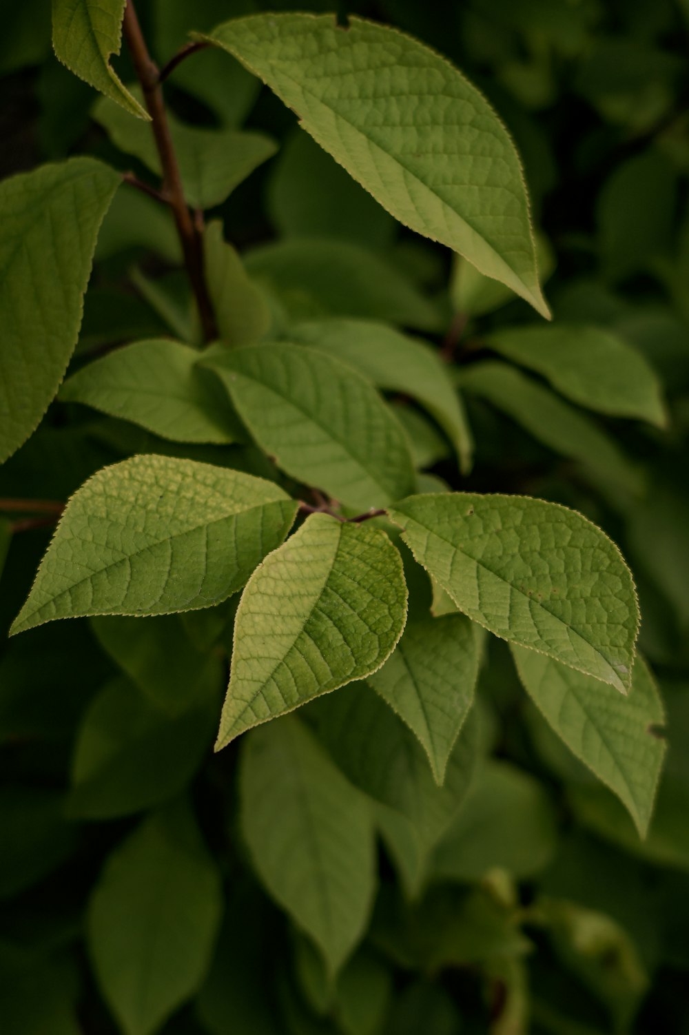 green leaf plant in close up photography