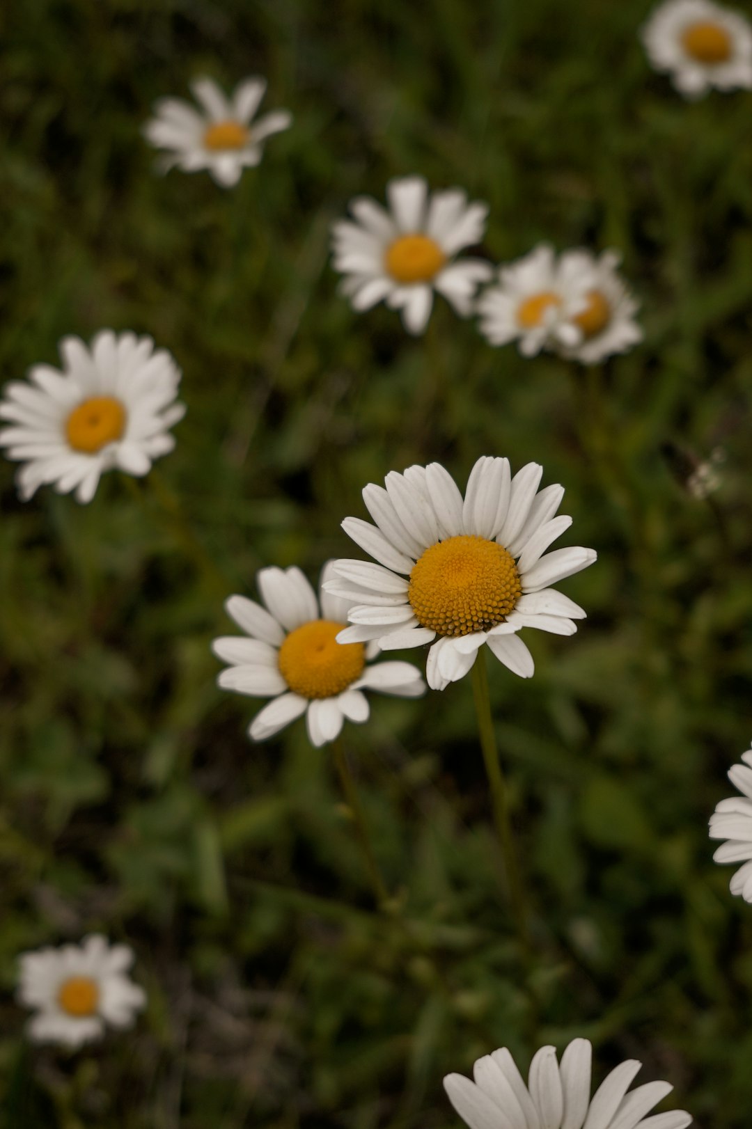 white and yellow daisy flowers