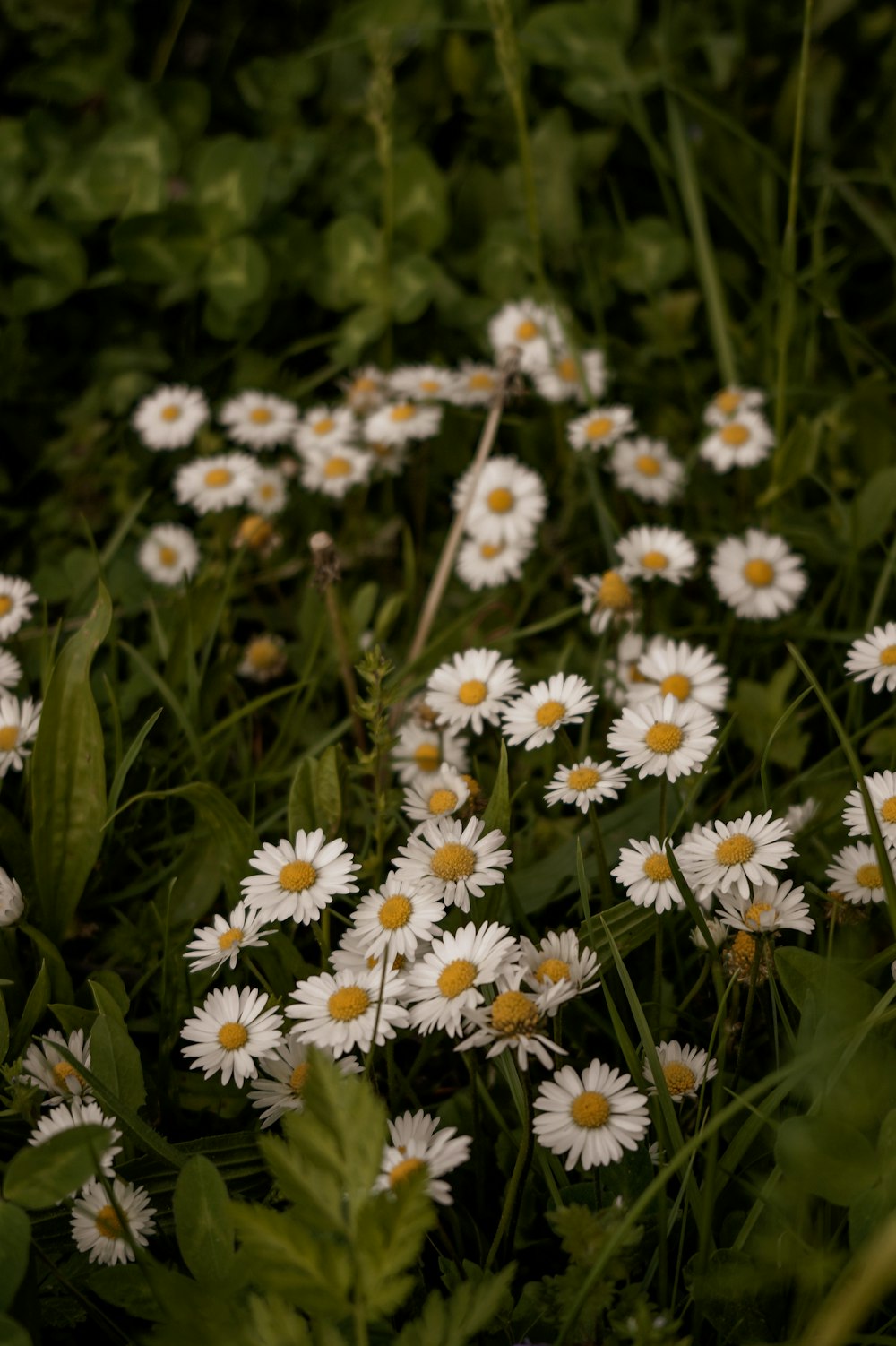 Flores de margaritas blancas y amarillas