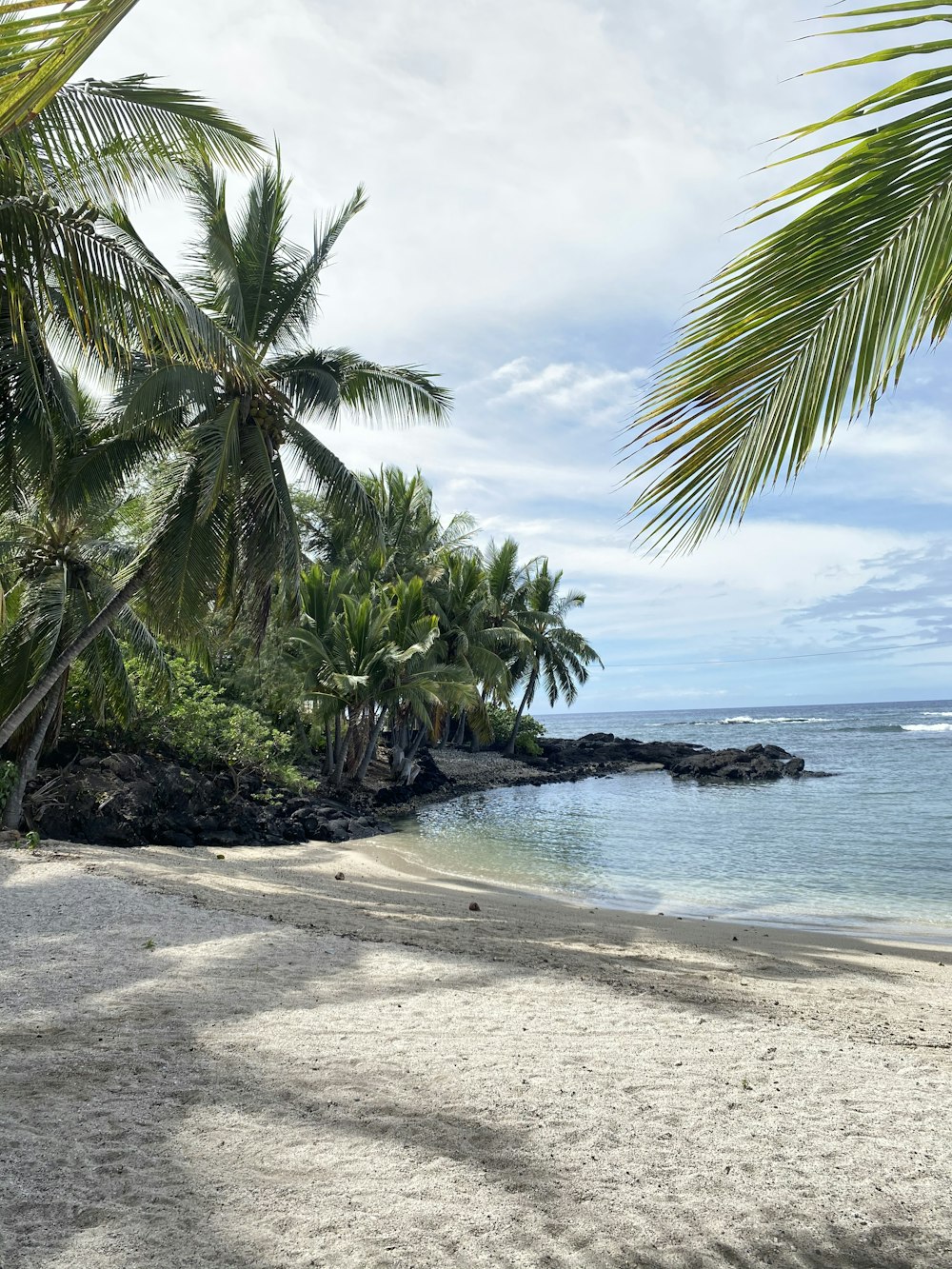 green palm tree on beach shore during daytime