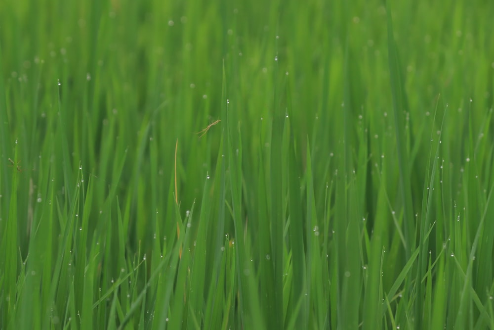 green grass field during daytime