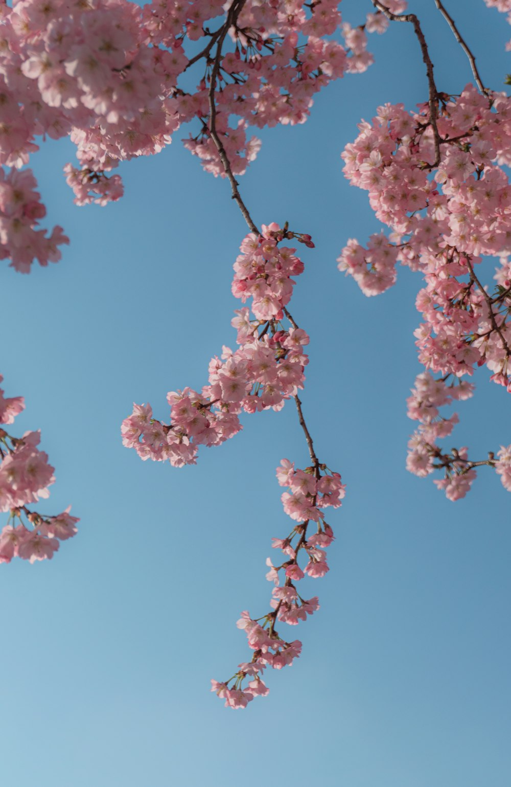 pink cherry blossom under blue sky during daytime