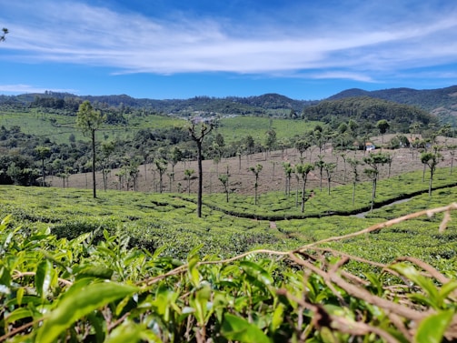 A vast landscape of a tea plantation stretches across rolling hills under a bright blue sky. Green tea bushes are neatly arranged in rows with tall, slender trees sparsely scattered throughout the field. In the background, lush hills and a small house can be seen, adding depth to the expansive view.