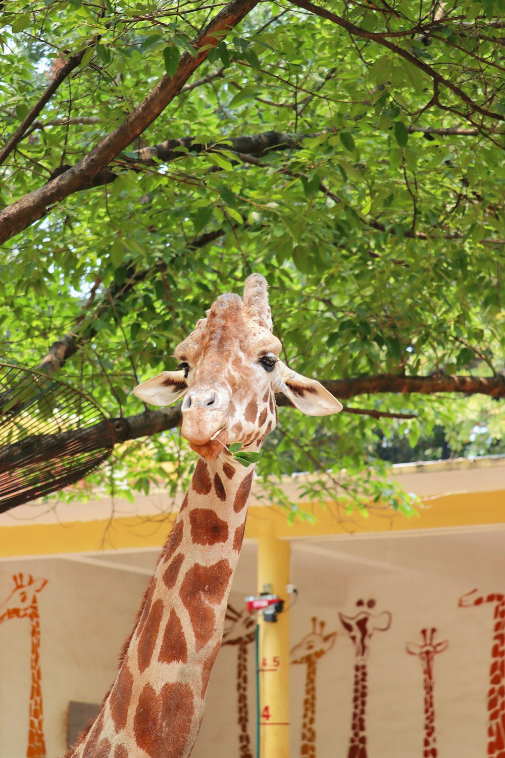 giraffe head on tree branch