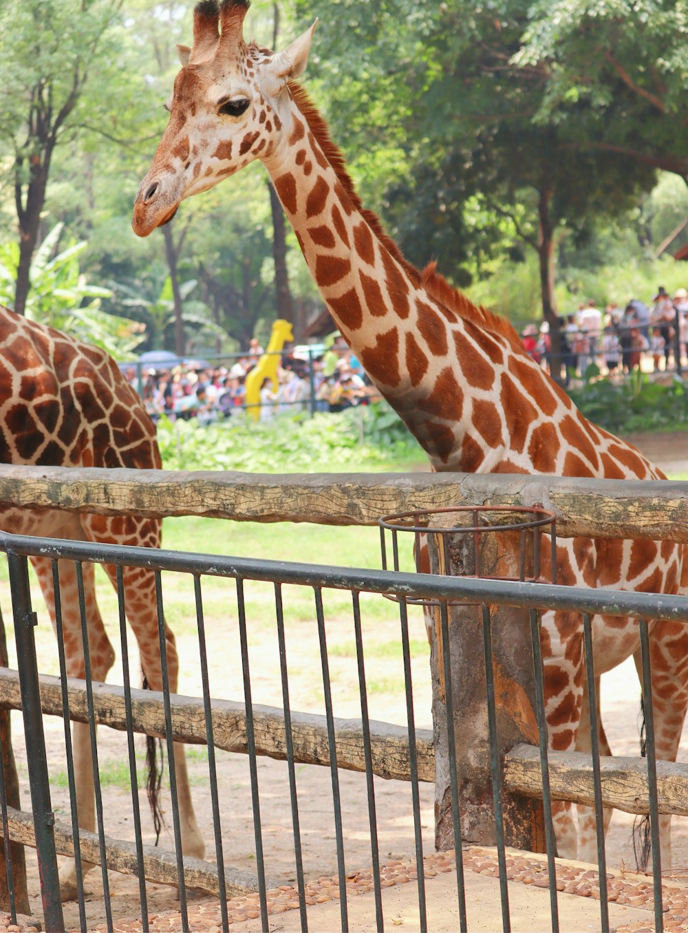 girafa na gaiola durante o dia