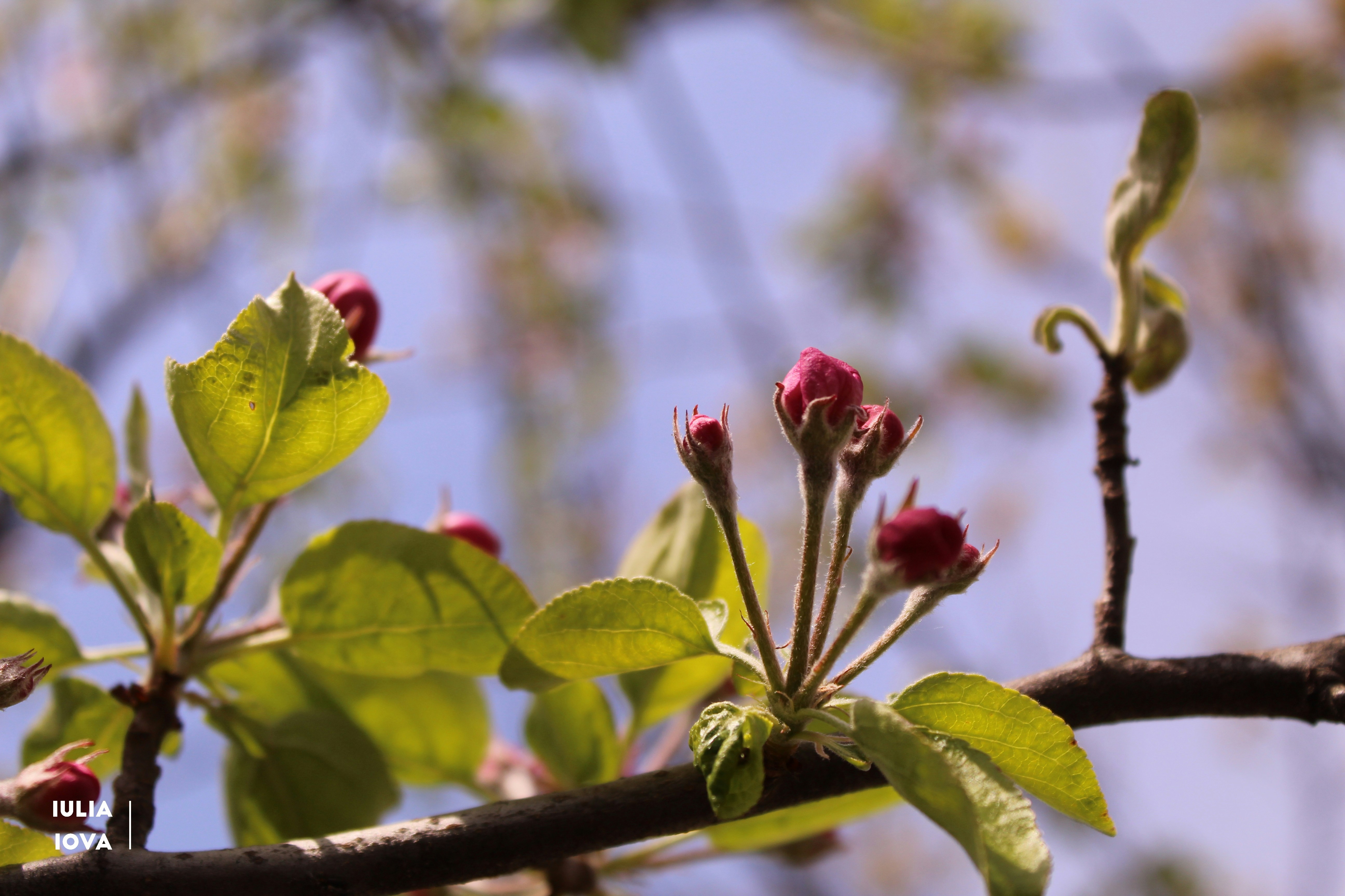 Photo by photobyiuliaiova