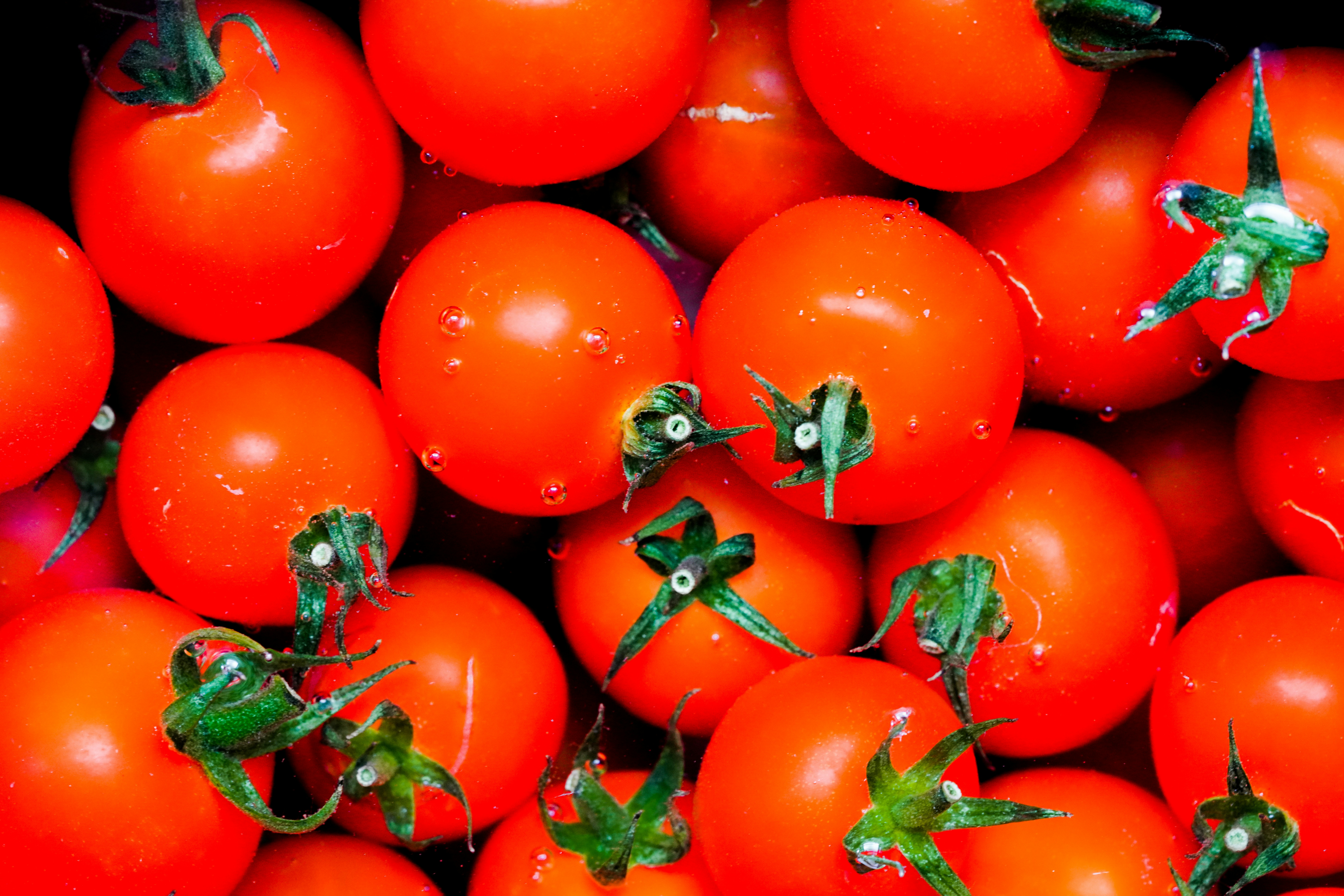 Fresh Organic Tomatoes