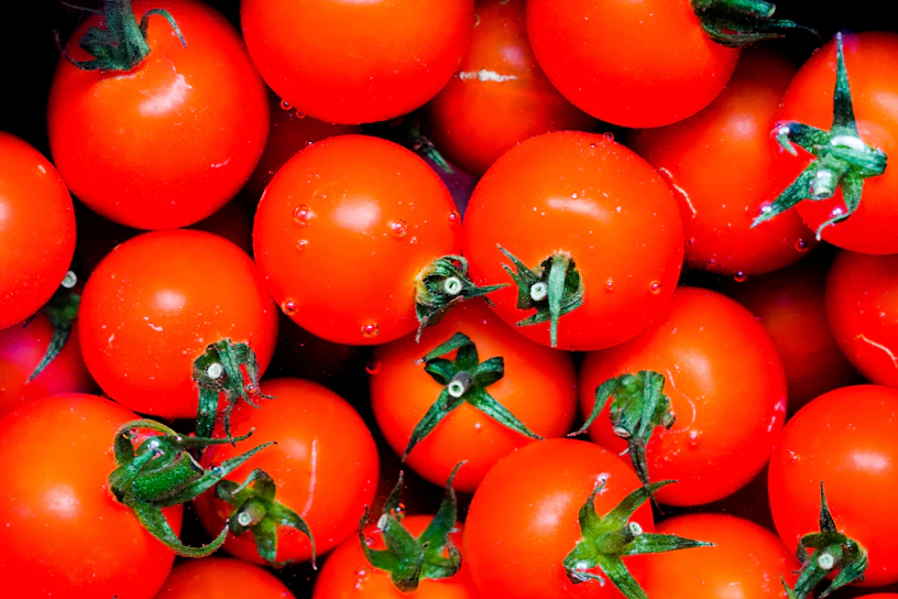 Freshly harvested tomatoes glistening under the morning sun in a lush green field.